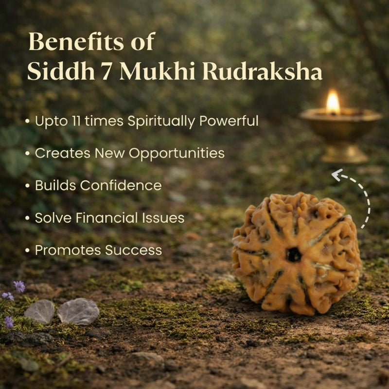 Kashi Siddh Nepal Origin 7 Mukhi Rudraksha - 17mm to 22mm