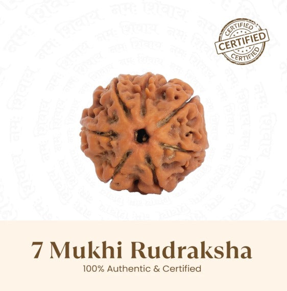 7 Mukhi Rudraksha