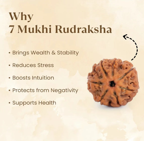 7 Mukhi Rudraksha