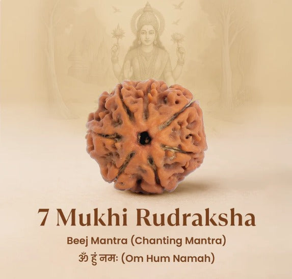 7 Mukhi Rudraksha