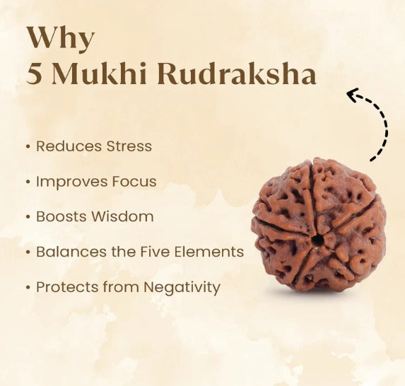 5 Mukhi Rudraksha