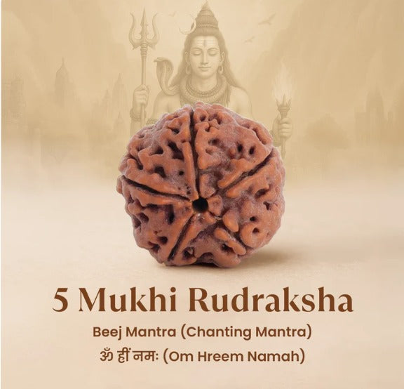 5 Mukhi Rudraksha