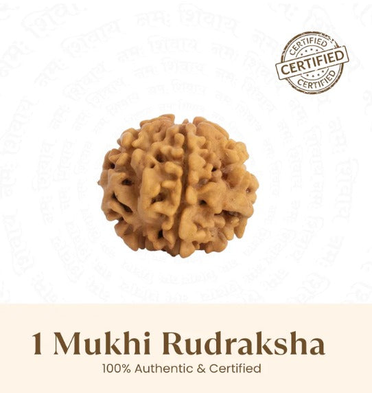 1 Mukhi Rudraksha