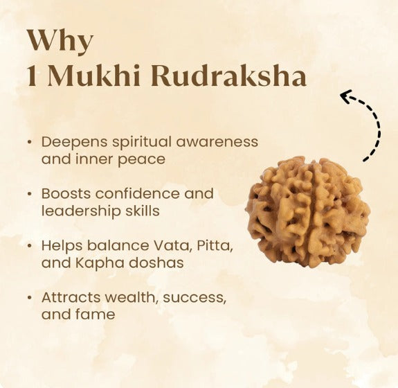 1 Mukhi Rudraksha