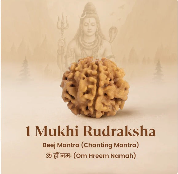 1 Mukhi Rudraksha