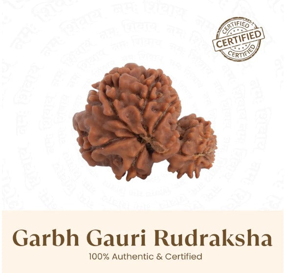 Garbh Gauri Rudraksha