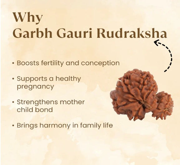 Garbh Gauri Rudraksha